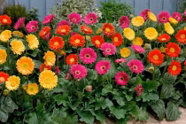 5 loại hoa nghe tên đã thấy may mắn trồng trước nhà 