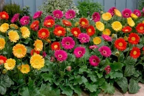 5 loại hoa nghe tên đã thấy may mắn trồng trước nhà 