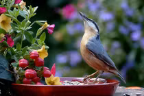 Tháng 6 khởi đầu thuận lợi, 3 con giáp tài lộc sung túc