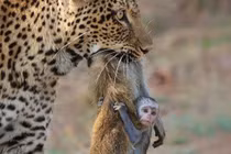 Mẹ bị báo hoa mai giết, khỉ con ngơ ngác ôm chặt xác mẹ 