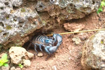 Loài nhìn đáng sợ ai cũng tránh xa không ngờ là đặc sản