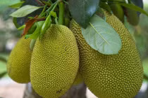 Trồng cây trước nhà: 6 cây mang xui xẻo, 3 cây mang bình an