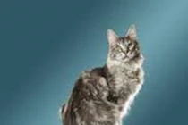 Con mèo sở hữu cái đuôi dài kỷ lục