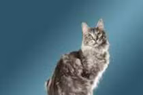 Con mèo sở hữu cái đuôi dài kỷ lục