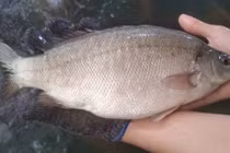 Ăn cá mú Australia 2 triệu/con, hàng đi máy bay chờ 1 tuần mới có