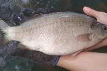 Ăn cá mú Australia 2 triệu/con, hàng đi máy bay chờ 1 tuần mới có