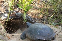 Nhìn vào hang rùa, nhà khoa học phát hiện sinh vật đáng sợ
