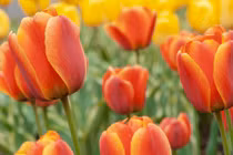 Sau ngày Đông chí, 3 con giáp tiền tài cực thịnh