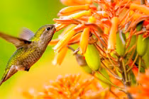 Ai sinh tháng Âm lịch này phúc lộc tràn đầy trong năm 2024 