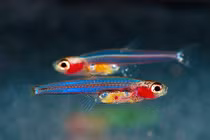 Vì sao cá được nuôi trong giếng hay bể nước mưa không thể lớn?