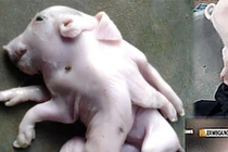 Kỳ lạ heo con 8 chân