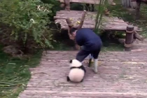 Video: “Chết cười” với chú gấu trúc “lầy lội” nhất thế giới 