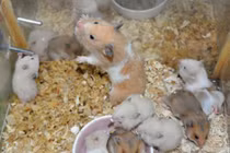 Video: Cận cảnh quá trình phát triển của chuột hamster 