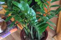 Cây kim tiền ra hoa có ý nghĩa gì? Tại sao không nên trồng trong nhà?