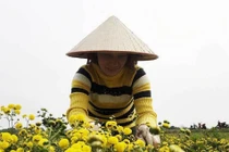 Suốt thế kỷ trồng hoa cúc chi, cả làng đều đặn thu tiền tỷ
