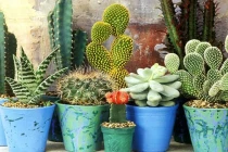 3 loại cây rước vào nhà là hỏng chuyện, 2 loại cây mang vượng khí