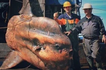 Tìm thấy cá mập yêu tinh quý hiếm thời tiền sử hơn 200kg 