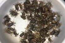 Mẹo hay chọn cua đồng nhiều thịt đẫm gạch đỏ