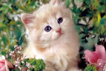 3 con giáp gặp hạn tiểu nhân, tháng 4 sự nghiệp lao đao tụt dốc 