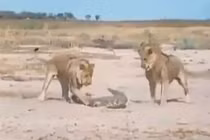 Video: Màn quyết chiến giữa cá sấu với 2 con sư tử 