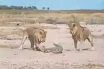 Video: Màn quyết chiến giữa cá sấu với 2 con sư tử 