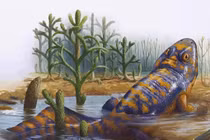 Loài ếch lớn nhất trên trái đất nặng bằng một đứa trẻ 