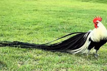 Giống gà đuôi dài nhất thế giới, giá lên đến hàng trăm triệu/ con 