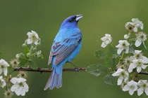 Tháng 3 Âm lịch, 4 con giáp không còn vất vả, làm ăn hanh thông