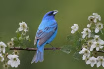 Tháng 3 Âm lịch, 4 con giáp không còn vất vả, làm ăn hanh thông