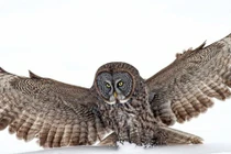 Cú tuyết sát thủ có thể thực hiện cú bổ nhào nặng 80kg săn chuột