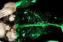 "Nàng tiên cá" 300 tuổi ở đền Enjuin Nhật Bản là đồ giả