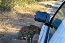 Báo đòi “xơi tái” ôtô để khoe mẽ với bạn tình