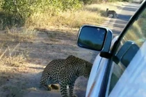 Báo đòi “xơi tái” ôtô để khoe mẽ với bạn tình