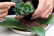 Loại hoa cứ ngắt lá vùi vào đất là sống, gọi lộc vào nhà