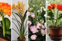 Tháng 8, trong nhà trồng 5 loại hoa này có nghĩa là cát tường