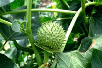 Loại quả bắt mắt nhưng cực độc, nhiều người lầm tưởng bổ cơ thể