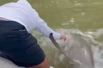 Video khoảnh khắc người đàn ông trên thuyền bị cá mập lôi xuống nước