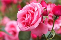 Sinh vào 4 ngày Âm lịch này, phúc lộc không thiếu, gia đình hưng vượng