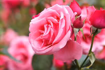 Sinh vào 4 ngày Âm lịch này, phúc lộc không thiếu, gia đình hưng vượng