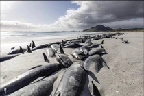 Ảnh gần 500 con cá voi chết la liệt trên bãi biển New Zealand