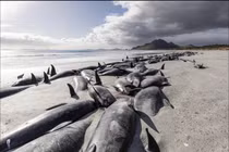 Ảnh gần 500 con cá voi chết la liệt trên bãi biển New Zealand