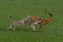 Báo săn mất ăn đáng tiếc vì quá khinh địch