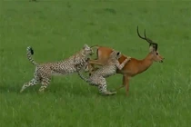 Báo săn mất ăn đáng tiếc vì quá khinh địch