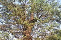 Đại gia đi bộ 2 ngày, mất hơn tỷ đồng để mang "quái kiệt" trong rừng về chơi