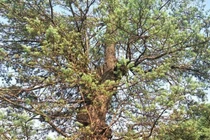 Đại gia đi bộ 2 ngày, mất hơn tỷ đồng để mang "quái kiệt" trong rừng về chơi