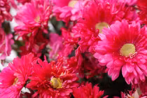 Sang năm 2024, 3 con giáp làm việc chăm chỉ, thu hoạch mùa vàng