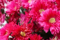 Sang năm 2024, 3 con giáp làm việc chăm chỉ, thu hoạch mùa vàng