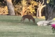 Video: Sinh vật 4 chân bí ẩn khiến người dân, chuyên gia bối rối