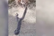Video: Rắn cái tức giận bỏ chạy vì rắn đực không biết giao phối