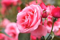 Sinh trúng 3 tháng Âm này, 2022 phủi sạch khó khăn, trúng số độc đắc